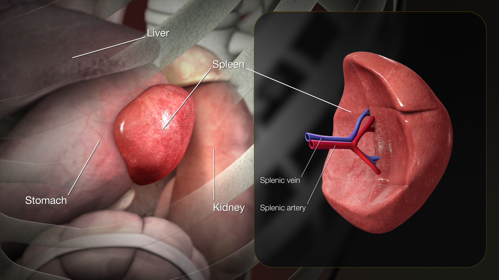 3D_Medical_Animation_Spleen_Anatomy